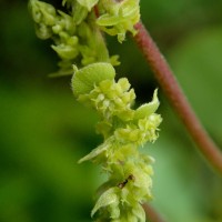 Cissampelos pareira L.